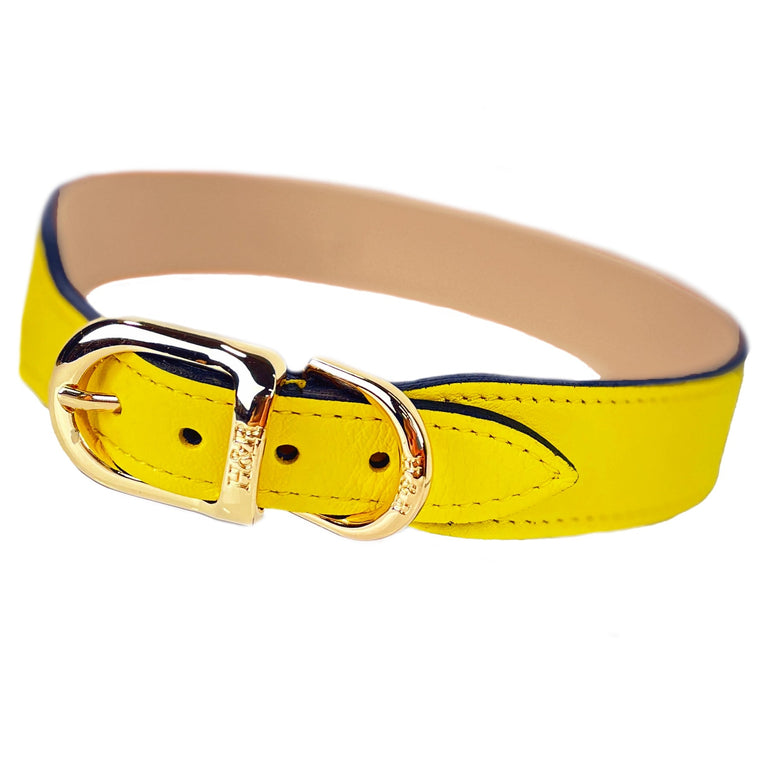 Daisy in Canary Yellow & Jonquil